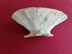 Gros Corail Turbinaria peltata Océan indien diamétre 30 cm