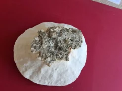 Gros Corail Turbinaria peltata Océan indien diamétre 30 cm