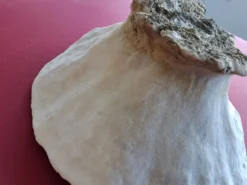 Gros Corail Turbinaria peltata Océan indien diamétre 30 cm