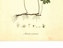 Illustration ancienne 1959 - Anémone des bois. Planche de fleurs naturel