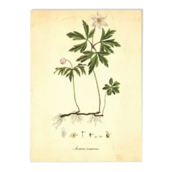 Illustration ancienne 1959 - Anémone des bois. Planche de fleurs naturel