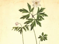 Illustration ancienne 1959 - Anémone des bois. Planche de fleurs naturel