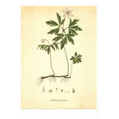 Illustration ancienne 1959 - Anémone des bois. Planche de fleurs naturel