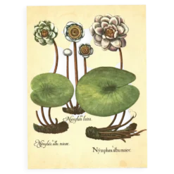 Illustration ancienne 1959 - Nénuphars- plante auatique botanique fleurs