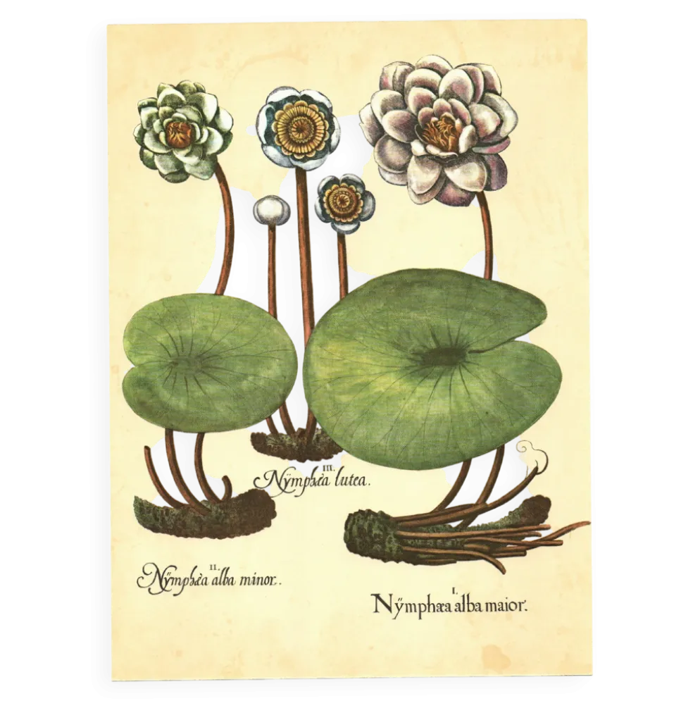 Illustration ancienne 1959 - Nénuphars- plante auatique botanique fleurs