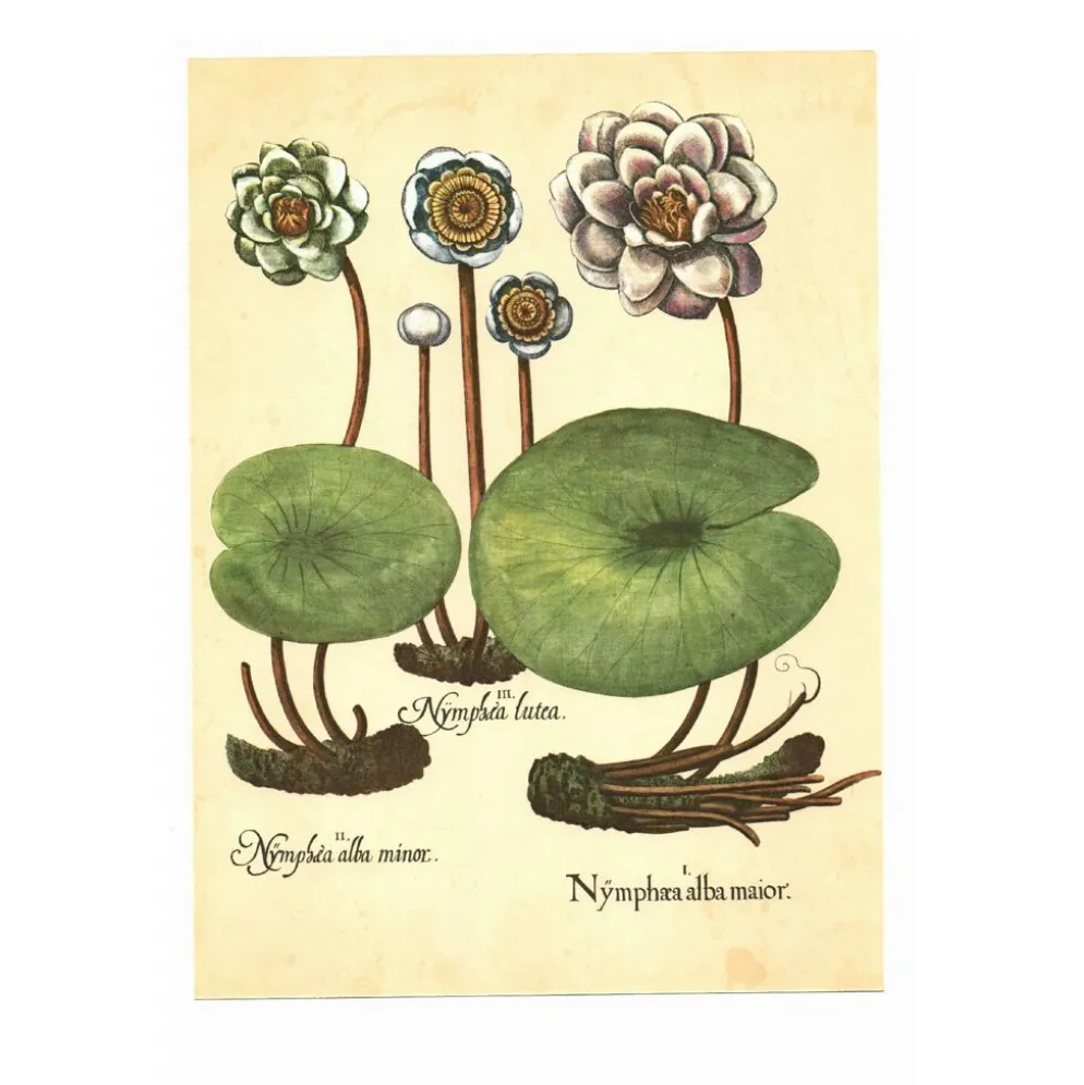Illustration ancienne 1959 - Nénuphars- plante auatique botanique fleurs