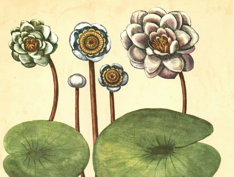 Illustration ancienne 1959 - Nénuphars- plante auatique botanique fleurs