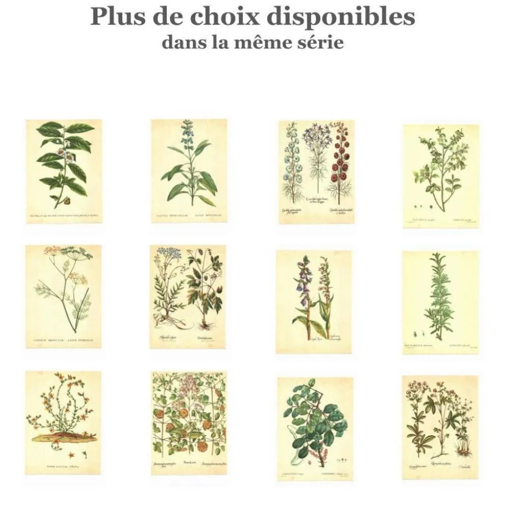 Illustration ancienne 1959 - Nénuphars- plante auatique botanique fleurs