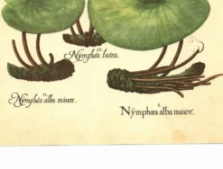 Illustration ancienne 1959 - Nénuphars- plante auatique botanique fleurs