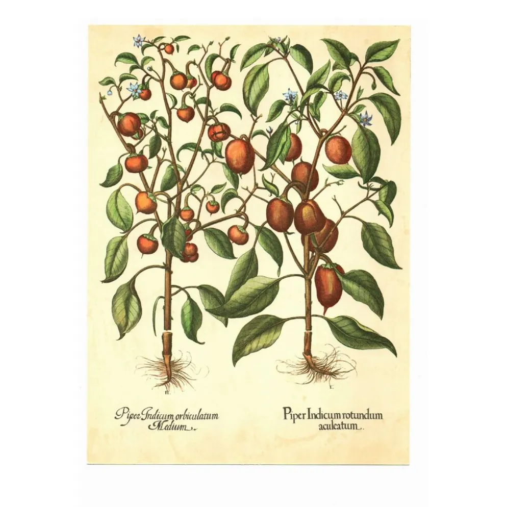 Illustration ancienne 1959 - Poivriers et fruits. planche Vintage botanique