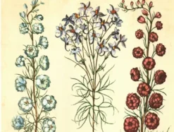 Illustration ancienne 1959 - Spigélie du Maryland. Planche botanique, fleur