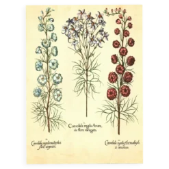 Illustration ancienne 1959 - Spigélie du Maryland. Planche botanique, fleur