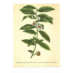 Illustration ancienne 1959 - Théier. Illustration herbier vintage botanique