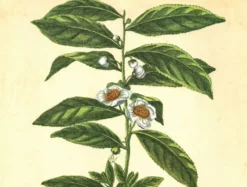 Illustration ancienne 1959 - Théier. Illustration herbier vintage botanique