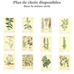 Illustration ancienne 1959 - Théier. Illustration herbier vintage botanique