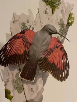 Illustration ancienne – Tichodrome échelette (oiseau)