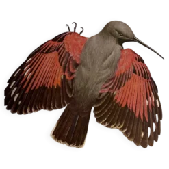 Illustration ancienne – Tichodrome échelette (oiseau)