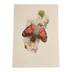 Illustration ancienne – Tichodrome échelette (oiseau)
