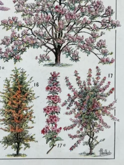 Illustration Millot "Jardins arbres d'ornement"