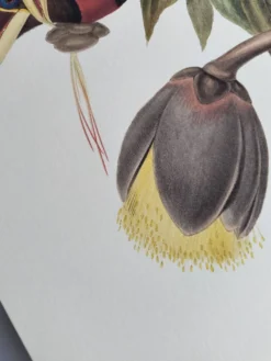 Illustration nature - Toucan Azarae - par Gould - planche jungle
