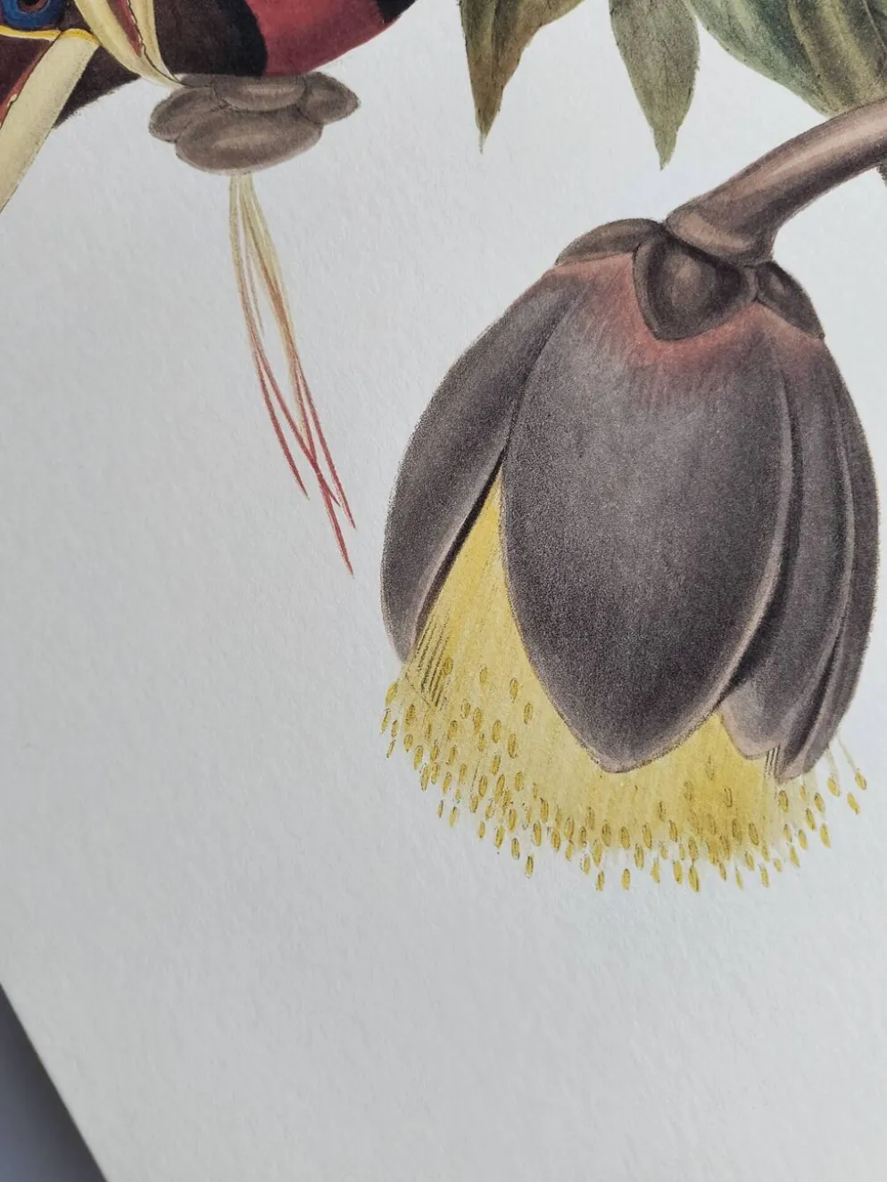 Illustration nature - Toucan Azarae - par Gould - planche jungle