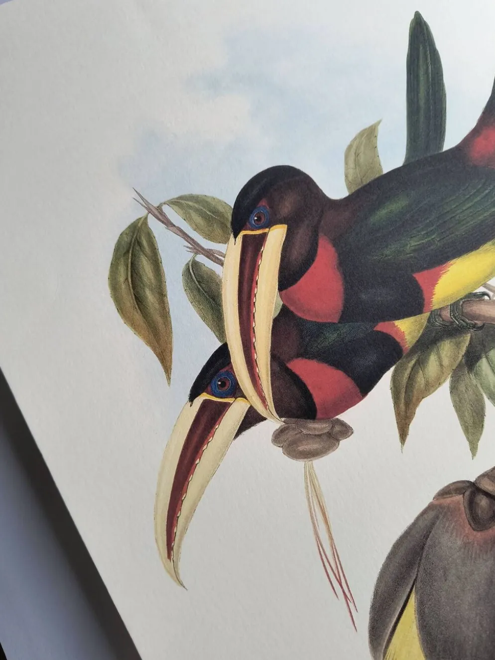 Illustration nature - Toucan Azarae - par Gould - planche jungle