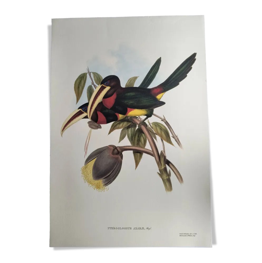 Illustration nature - Toucan Azarae - par Gould - planche jungle