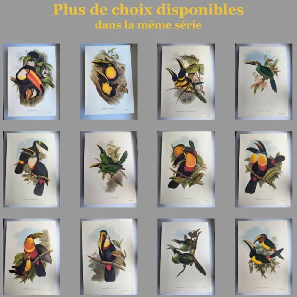 Illustration nature - Toucan Azarae - par Gould - planche jungle