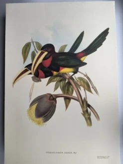 Illustration nature - Toucan Azarae - par Gould - planche jungle