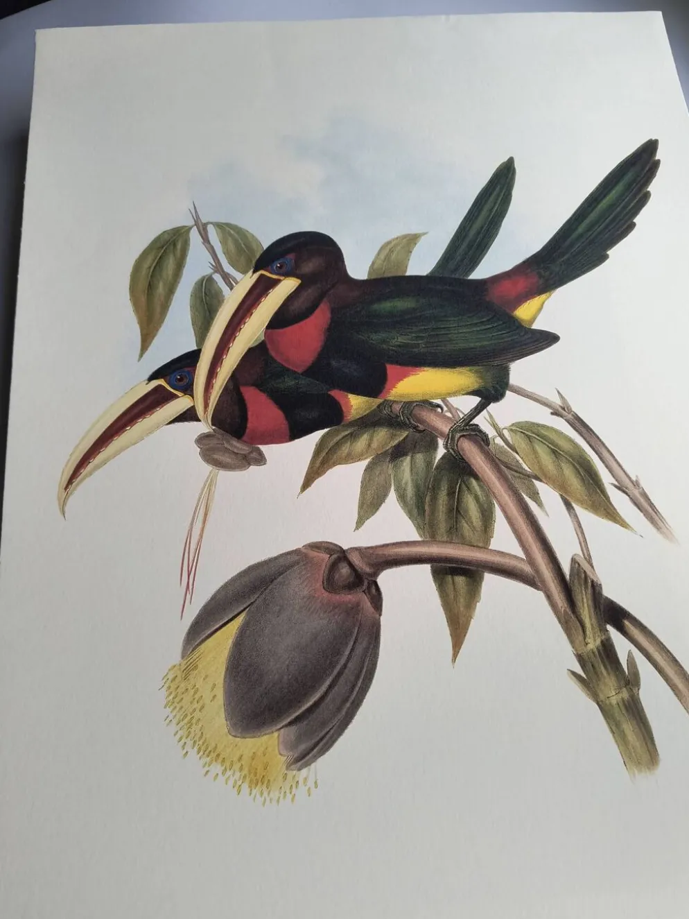 Illustration nature - Toucan Azarae - par Gould - planche jungle