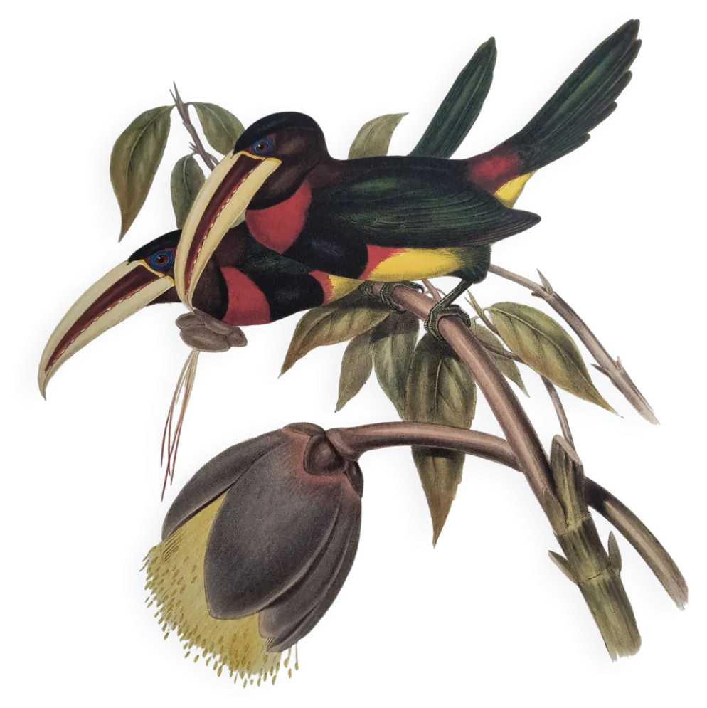 Illustration nature - Toucan Azarae - par Gould - planche jungle