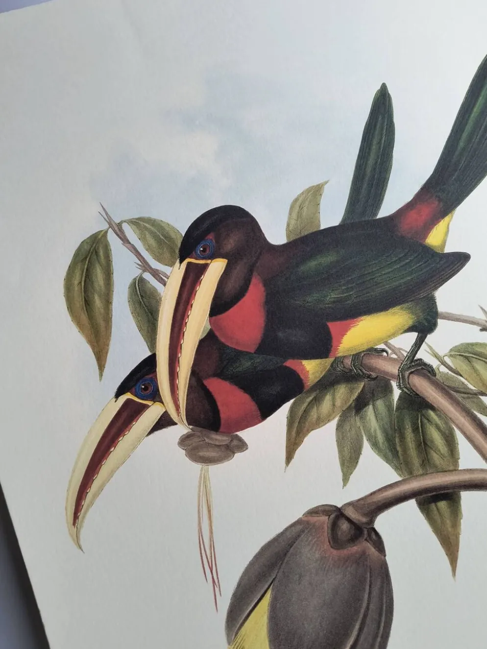 Illustration nature - Toucan Azarae - par Gould - planche jungle