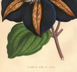 Illustration vintage - Clématite - Gravure botanique 1871 - ancienne fleur