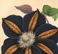 Illustration vintage - Clématite - Gravure botanique 1871 - ancienne fleur