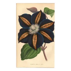 Illustration vintage - Clématite - Gravure botanique 1871 - ancienne fleur