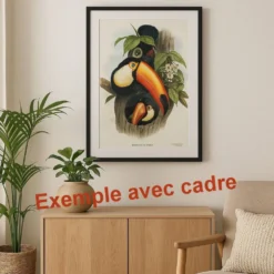 Illustration vintage - Toucan Ambigus par John Gould - planche oiseaux