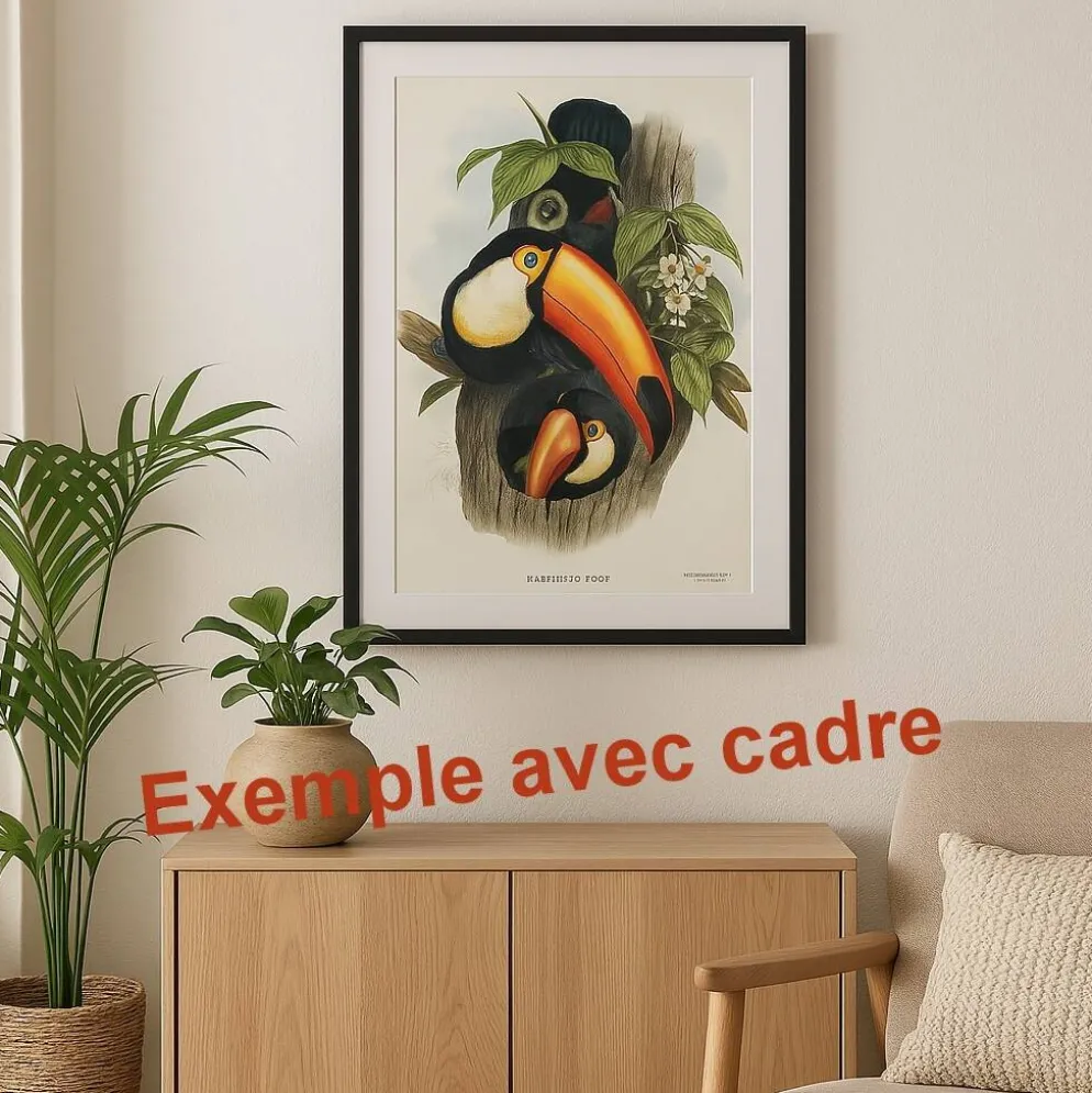 Illustration vintage - Toucan Ambigus par John Gould - planche oiseaux
