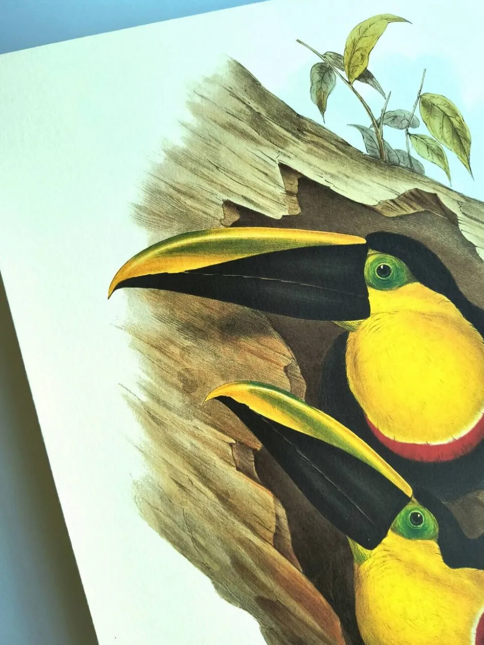 Illustration vintage - Toucan Ambigus par John Gould - planche oiseaux