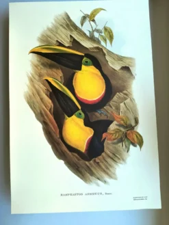 Illustration vintage - Toucan Ambigus par John Gould - planche oiseaux