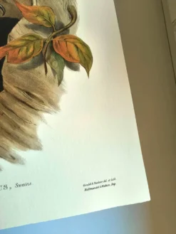 Illustration vintage - Toucan Ambigus par John Gould - planche oiseaux
