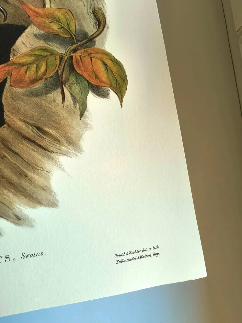 Illustration vintage - Toucan Ambigus par John Gould - planche oiseaux