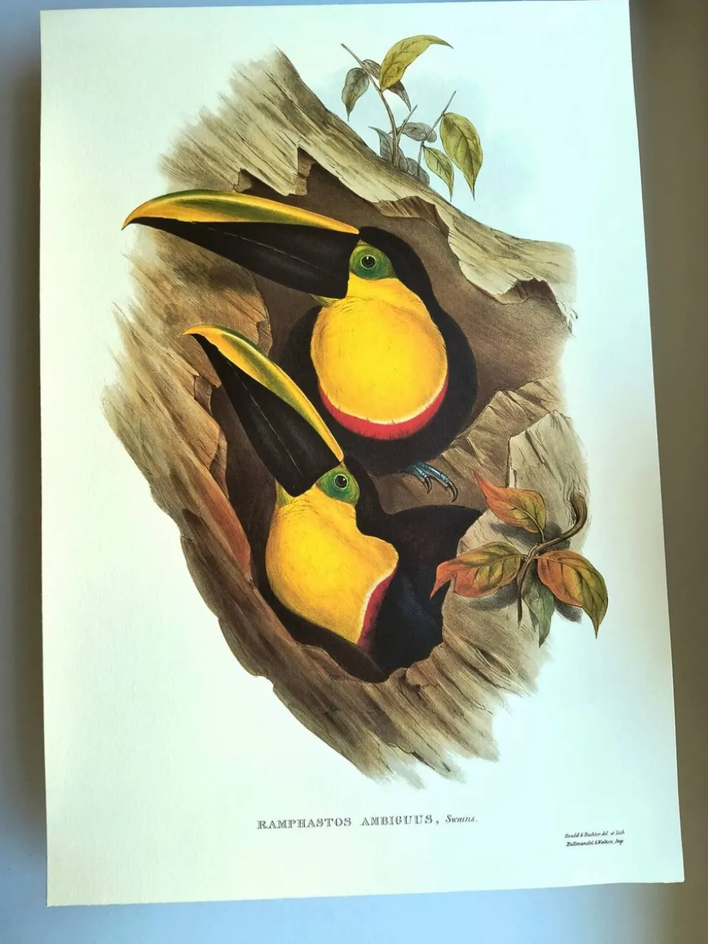 Illustration vintage - Toucan Ambigus par John Gould - planche oiseaux