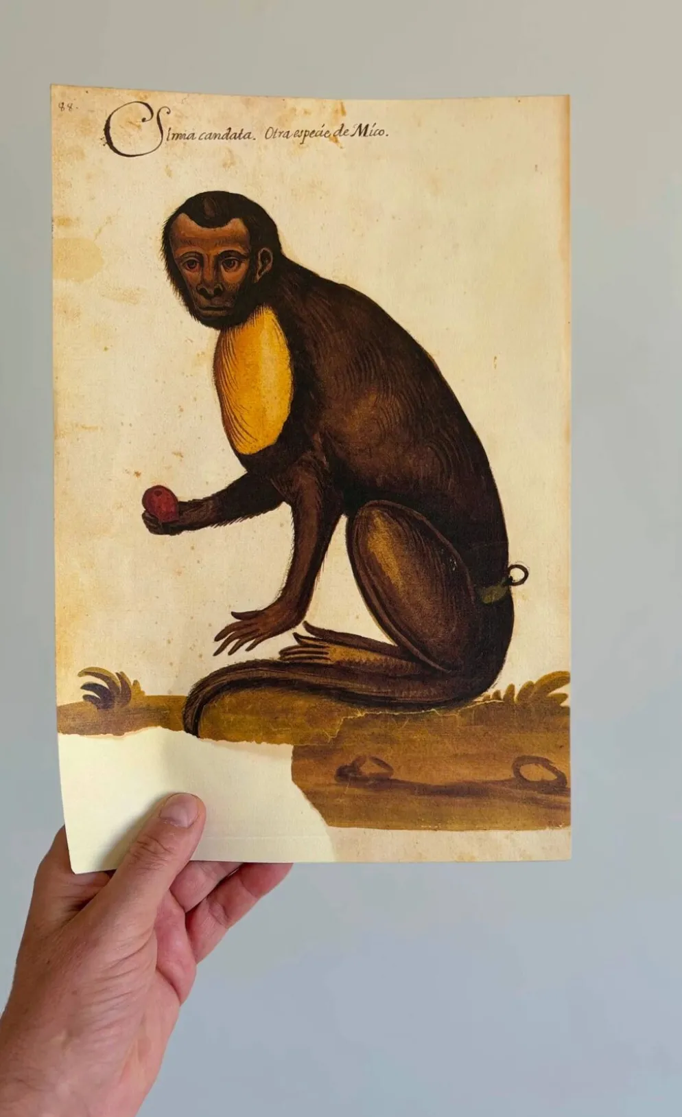 Impressions de l'histoire naturelle de la Renaissance, paire de fac-similés du Codex Pomar, années 1990.