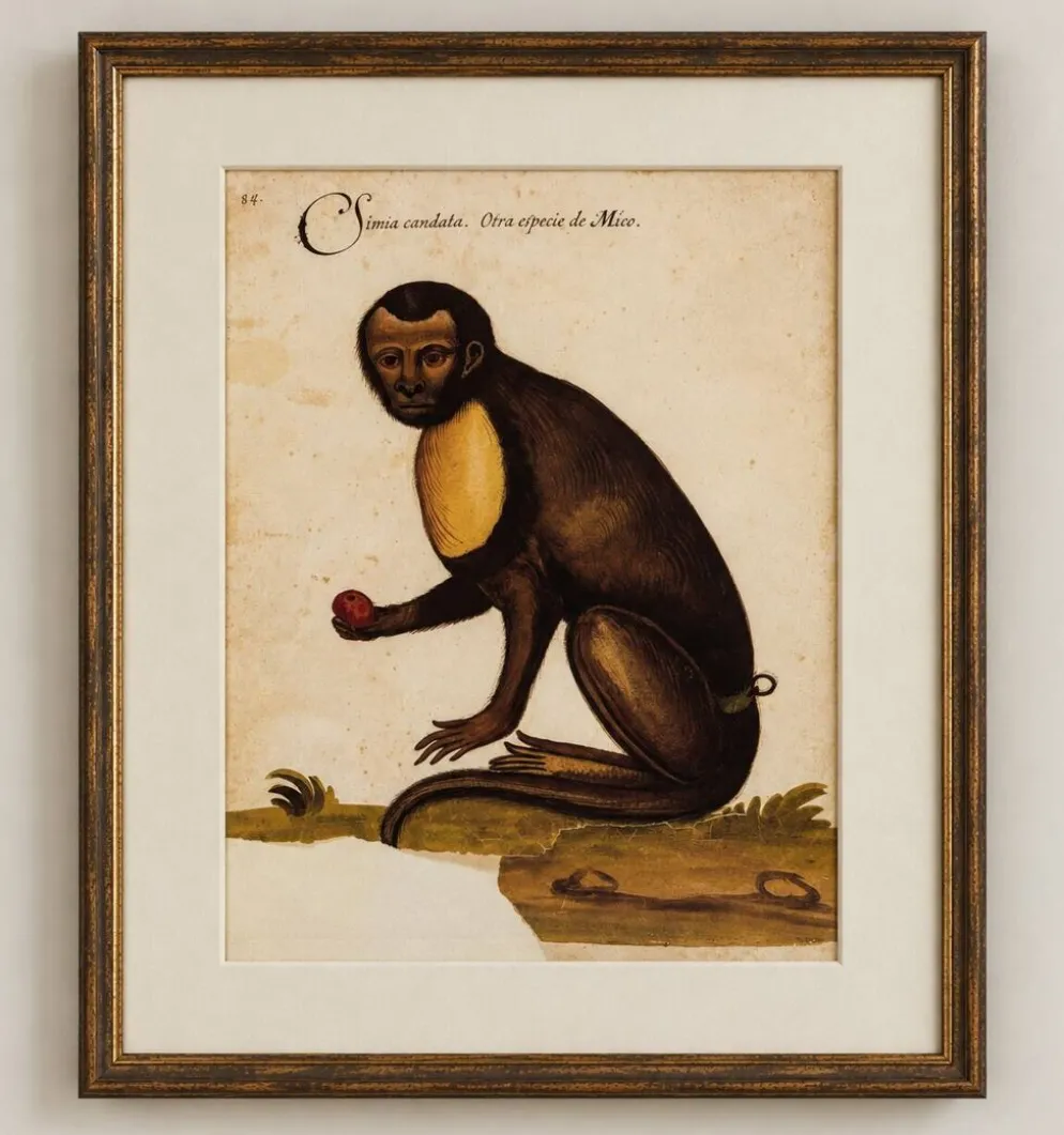 Impressions de l'histoire naturelle de la Renaissance, paire de fac-similés du Codex Pomar, années 1990.