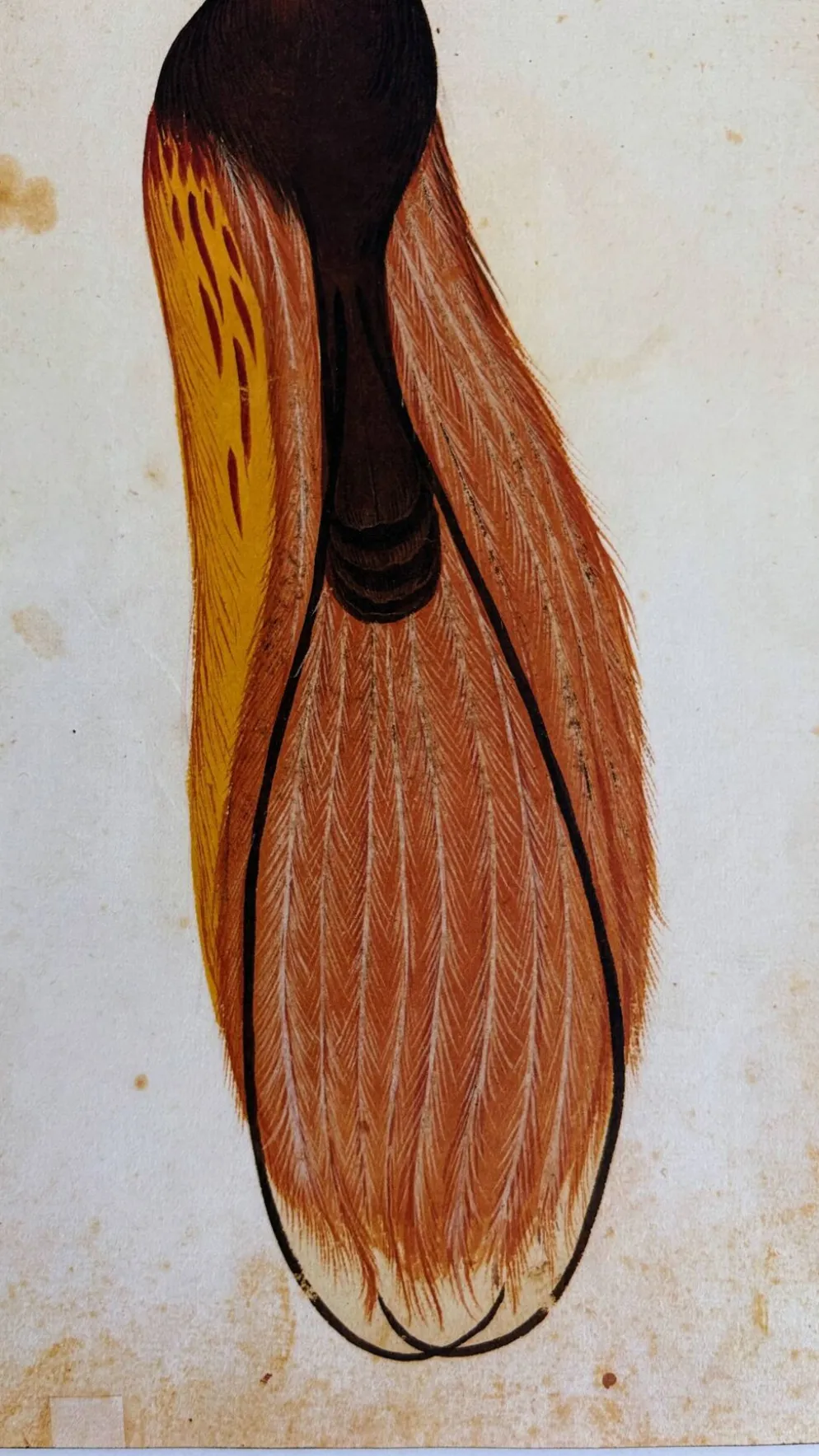Impressions de l'histoire naturelle de la Renaissance, paire de fac-similés du Codex Pomar, années 1990.