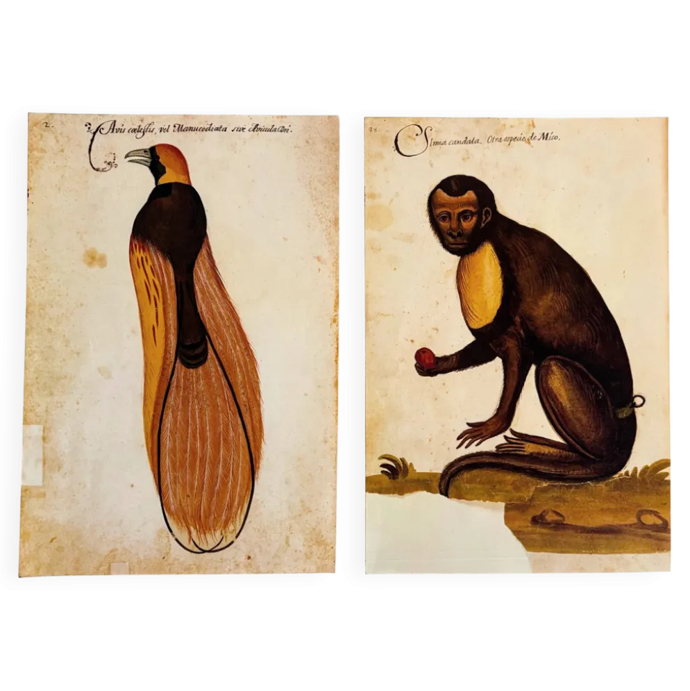 Impressions de l'histoire naturelle de la Renaissance, paire de fac-similés du Codex Pomar, années 1990.