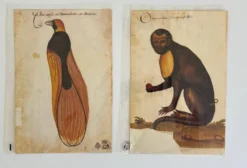 Impressions de l'histoire naturelle de la Renaissance, paire de fac-similés du Codex Pomar, années 1990.