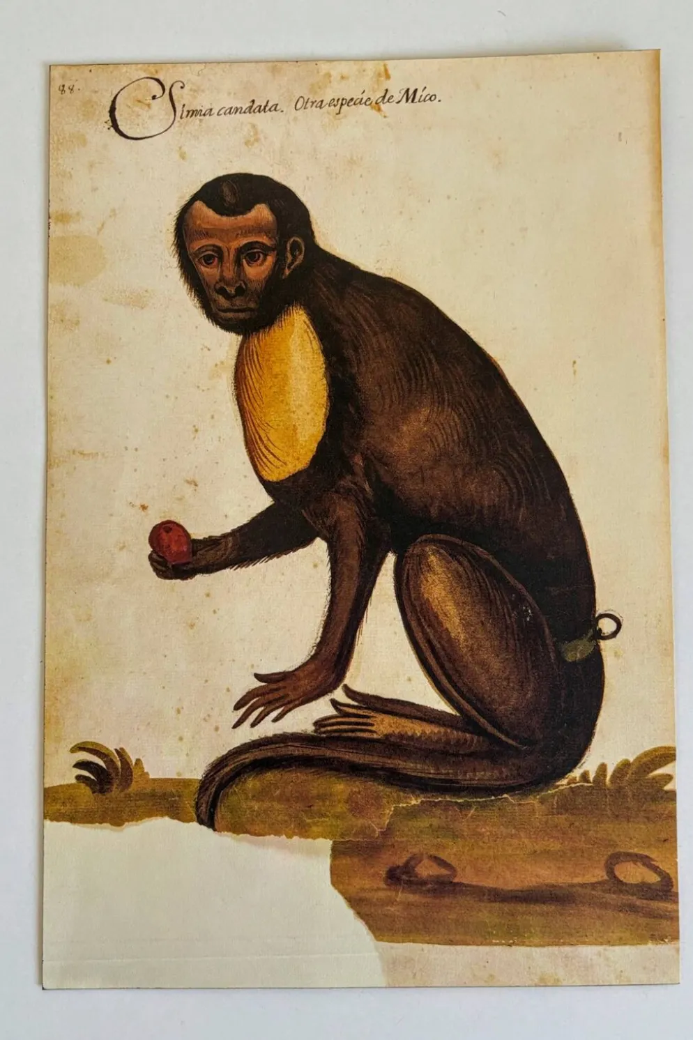 Impressions de l'histoire naturelle de la Renaissance, paire de fac-similés du Codex Pomar, années 1990.