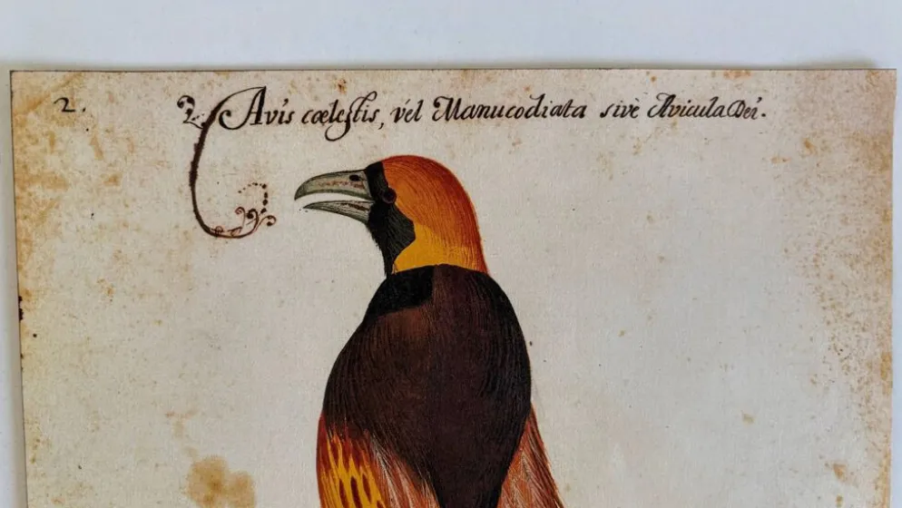 Impressions de l'histoire naturelle de la Renaissance, paire de fac-similés du Codex Pomar, années 1990.