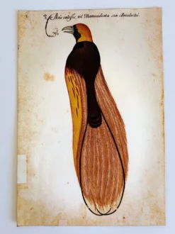 Impressions de l'histoire naturelle de la Renaissance, paire de fac-similés du Codex Pomar, années 1990.